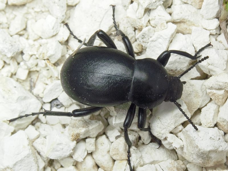 Gnaptor spinimanus (Pallas, 1781)